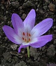 Colchicum / ***