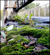 Nature / ***
