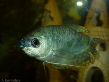 Fish = b / ***