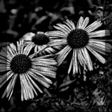 Triole / ***