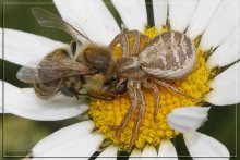 Biene und Spinne / ***