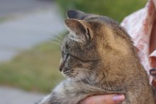 Katze abarmot / ***