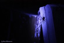 Spinne / *****
