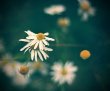 Letzter Tanz des Herbstes Gänseblümchen / .................