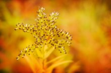 Field Korallen / ***