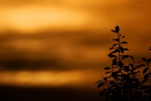 Morgendämmerung / *****