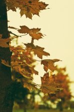 Herbst ist gekommen .. / ***