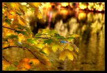 Coins Goldseifen / ***