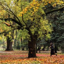 Herbst / .....