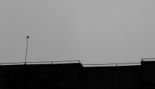 Lone Observer / ***