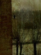 Rabe / ***