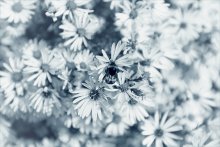 A Little Bee Dream's / *****