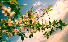 Frühling / ***