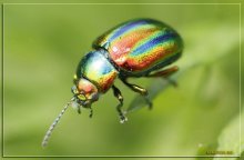 Live Regenbogen / ***