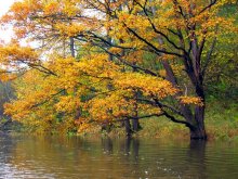 Herbstüberschwemmungen / ***