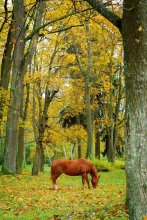 Feeding Red Horse / ***