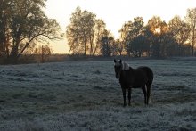 Erster Frost / ***