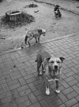 streunende Hunde / ***