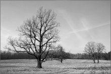 Oak "nude" / ***