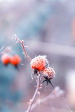 Herbst Motiv / *****
