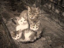 S-Family / ******
