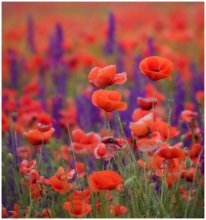 Rot-violett ... / ***