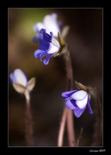 Frühling / *****