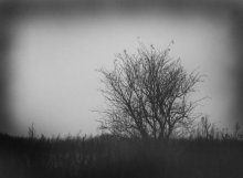 Twilight / ***