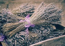 Lavendel / ***