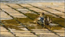 Wasseranwendungen ... / ***