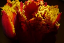 Flamme / ***
