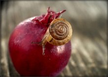 Schnecke / .....