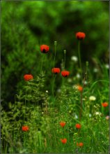 Makmal ... / ***
