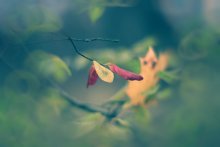 ein Hauch von Herbst / .........................