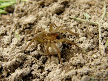 Spinne / ***