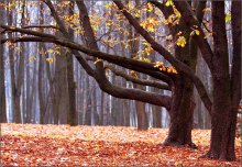 Herbst Kastanien / ***