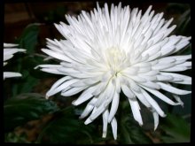 White flauschigen Blume / ***