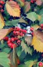 Herbstfarben / ......