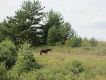 Pferd / .....