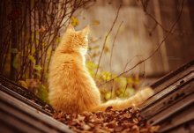 # 102. Sehen Herbst / ***