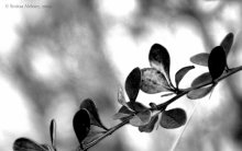 Flug und Sehnsucht ... / ***