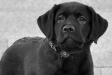 Dog Traurigkeit / ***