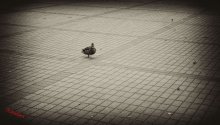 Poteryashka / ***