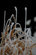 Morning Frost / *****
