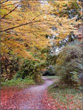 Pfad im Herbst / ***
