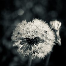 Löwenzahn / ***