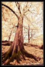 Zauberbaum / ******