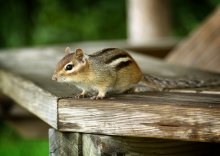 Backenhörnchen / ***