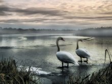 Allein gelassen / -------------