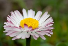 Floret / -------